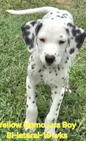 Dalmatian Yellow Boy, Lua, a male Dalmatian for sale in Canton, TX – 1 of 10