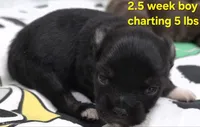 AKC LONGCOAT YELLOW BOY, a male Chihuahua for sale in Canton, TX – 5 of 9