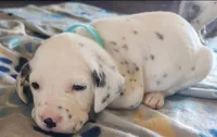 Dalmatian Blue Boy, Lua, a male Dalmatian for sale in Canton, TX – Photo 7 of 10