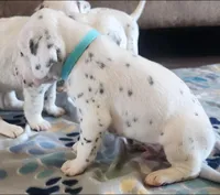 Dalmatian Blue Boy, Lua, a male Dalmatian for sale in Canton, TX – Photo 5 of 10