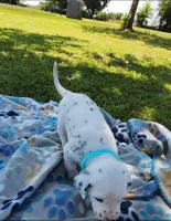 Dalmatian Blue Boy, Lua, a male Dalmatian for sale in Canton, TX – Photo 10 of 10