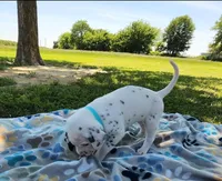 Dalmatian Blue Boy, Lua, a male Dalmatian for sale in Canton, TX – Photo 2 of 10