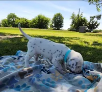 Dalmatian Blue Boy, Lua, a male Dalmatian for sale in Canton, TX – Photo 3 of 10