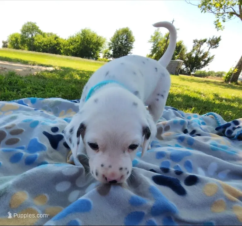 Dalmatian Blue Boy, Lua – Dalmatian puppy for sale in Canton, TX