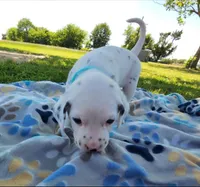 Dalmatian Blue Boy, Lua, a male Dalmatian for sale in Canton, TX – Photo 1 of 10