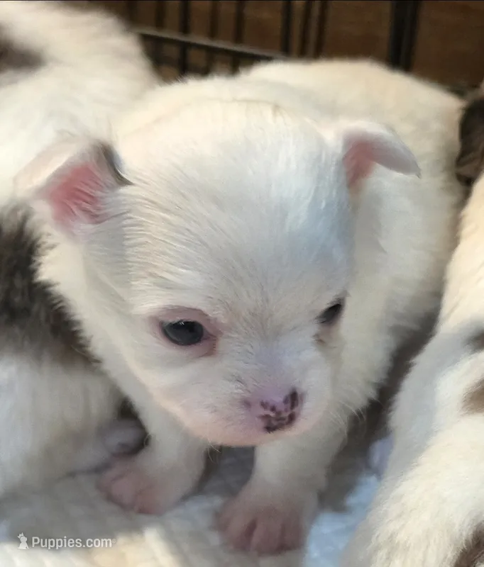 AKC Longcoat Chihuahua Boy  – Chihuahua puppy for sale in Canton, TX