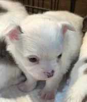 AKC Longcoat Chihuahua Boy , a male Chihuahua for sale in Canton, TX – 1 of 9