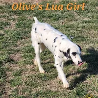 Olive'sOrange LuaLongcoat Girl, a female Dalmatian for sale in Canton, TX – Photo 5 of 8