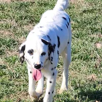 Olive'sOrange LuaLongcoat Girl, a female Dalmatian for sale in Canton, TX – Photo 3 of 8