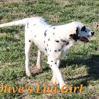 Olive'sOrange LuaLongcoat Girl, a female Dalmatian for sale in Canton, TX – Photo 4 of 8