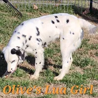Olive'sOrange LuaLongcoat Girl, a female Dalmatian for sale in Canton, TX – Photo 1 of 8