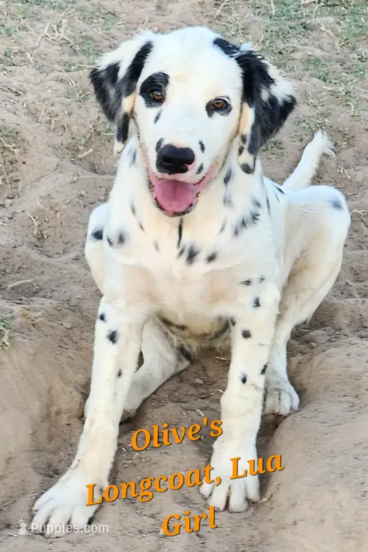 Olive'sOrange LuaLongcoat Girl