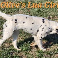 Olive'sOrange LuaLongcoat Girl, a female Dalmatian for sale in Canton, TX – Photo 8 of 8