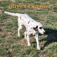 Olive'sOrange LuaLongcoat Girl, a female Dalmatian for sale in Canton, TX – Photo 6 of 8