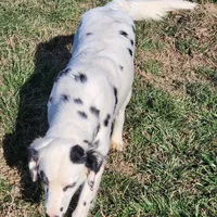 Olive'sOrange LuaLongcoat Girl, a female Dalmatian for sale in Canton, TX – Photo 2 of 8