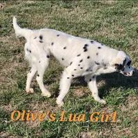 Olive'sOrange LuaLongcoat Girl, a female Dalmatian for sale in Canton, TX – Photo 7 of 8
