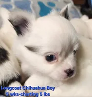 AKC Longcoat Chihuahua Boy, a male Chihuahua for sale in Canton, TX – Photo 2 of 8