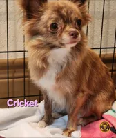 AKC Longcoat Chihuahua Boy, a male Chihuahua for sale in Canton, TX – Photo 7 of 8