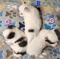 AKC Longcoat Chihuahua Boy, a male Chihuahua for sale in Canton, TX – Photo 4 of 8