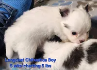 AKC Longcoat Chihuahua Boy, a male Chihuahua for sale in Canton, TX – Photo 6 of 8