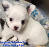 AKC Longcoat Chihuahua Boy, a male Chihuahua for sale in Canton, TX – Photo 1 of 8