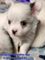 AKC Longcoat Chihuahua Boy, a male Chihuahua for sale in Canton, TX – Photo 5 of 8