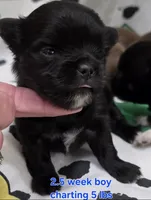 AKC Longcoat Chihuahua Blue Boy, a male Chihuahua for sale in Canton, TX – 3 of 9
