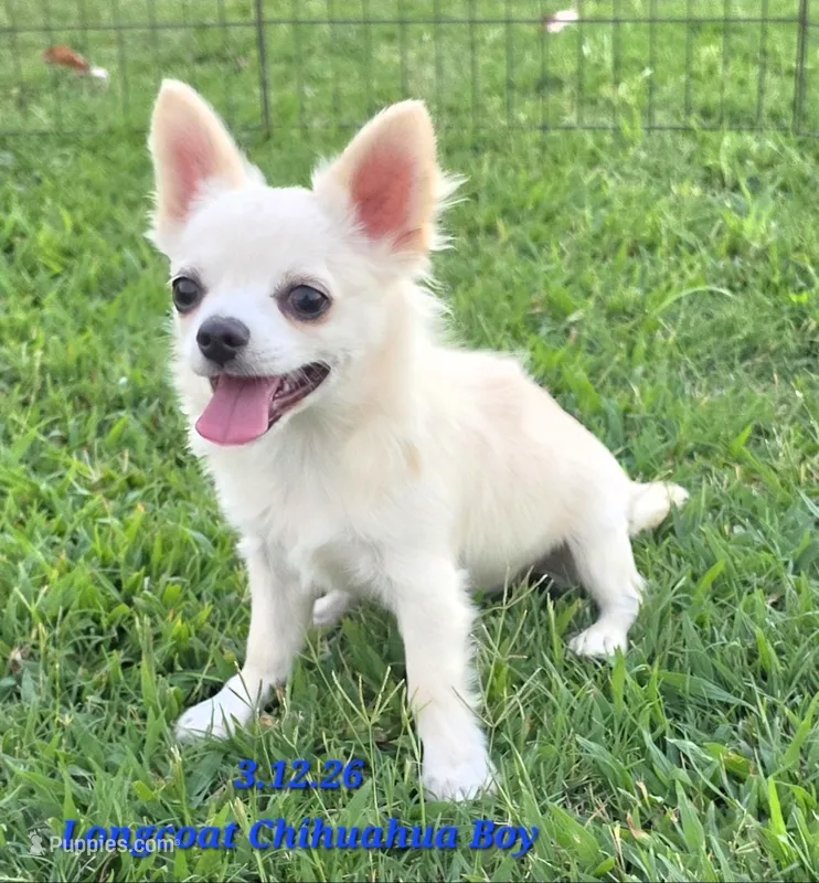 AKC Longcoat Chihuahua Boy – Chihuahua puppy for sale in Canton, TX