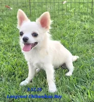 AKC Longcoat Chihuahua Boy, a male Chihuahua for sale in Canton, TX – 1 of 8
