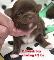 AKC LONGCOAT CHIHUAHUA RED BOY , a male Chihuahua for sale in Canton, TX – 3 of 9