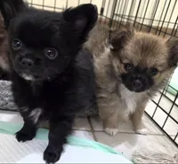 Akc Longcoat chihuahua boy , a male Chihuahua for sale in Canton, TX – 5 of 9