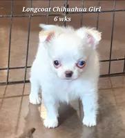 AKC Longcoat Thelma's Girl, a female Chihuahua for sale in Canton, TX – 5 of 10