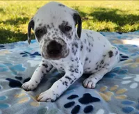 Dalmatian Orange Liver spotted Girl, Lua , a female Dalmatian for sale in Canton, TX – Photo 7 of 10