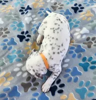Dalmatian Orange Liver spotted Girl, Lua , a female Dalmatian for sale in Canton, TX – Photo 4 of 10