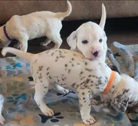 Dalmatian Orange Liver spotted Girl, Lua , a female Dalmatian for sale in Canton, TX – Photo 5 of 10