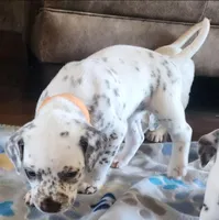 Dalmatian Orange Liver spotted Girl, Lua , a female Dalmatian for sale in Canton, TX – Photo 2 of 10