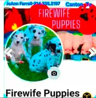 Dalmatian Orange Liver spotted Girl, Lua , a female Dalmatian for sale in Canton, TX – Photo 10 of 10