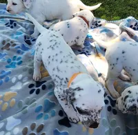 Dalmatian Orange Liver spotted Girl, Lua , a female Dalmatian for sale in Canton, TX – Photo 8 of 10