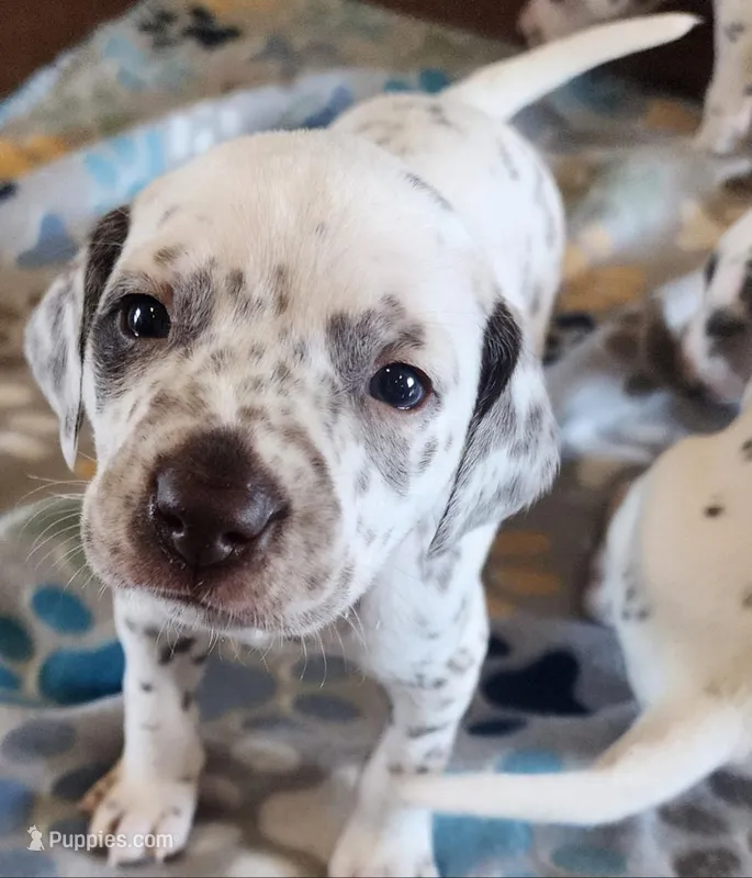 Dalmatian Orange Liver spotted Girl, Lua  – Dalmatian puppy for sale in Canton, TX