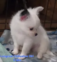 AKC Longcoat Chihuahua white boy, a male Chihuahua for sale in Canton, TX – 3 of 10