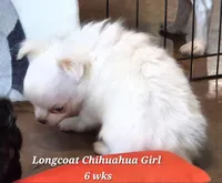 AKC Longcoat Thelma's Girl, a female Chihuahua for sale in Canton, TX – 2 of 10