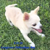 AKC Longcoat Chihuahua Boy, a male Chihuahua for sale in Canton, TX – 2 of 8