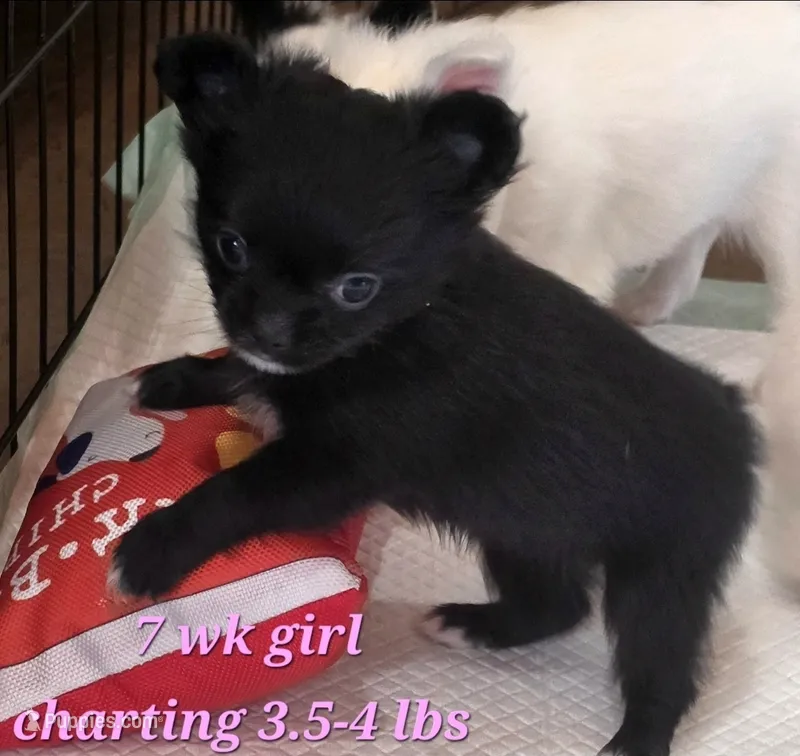 AKC Longcoat Chihuahua Girl  – Chihuahua puppy for sale in Canton, TX