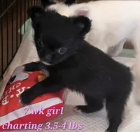 AKC Longcoat Chihuahua Girl , a female Chihuahua for sale in Canton, TX – 1 of 8