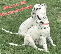 Dalmatian Red Girl, Lua, a female Dalmatian for sale in Canton, TX – 5 of 10