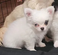 Whiskey's LongcoatChihuahuaBoy, a male Chihuahua for sale in Canton, TX – Photo 2 of 7