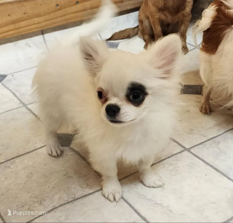 Whiskey's LongcoatChihuahuaBoy – Chihuahua puppy for sale in Canton, TX