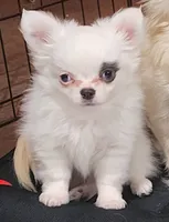 Whiskey's LongcoatChihuahuaBoy, a male Chihuahua for sale in Canton, TX – Photo 3 of 7