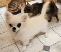 Whiskey's LongcoatChihuahuaBoy, a male Chihuahua for sale in Canton, TX – Photo 4 of 10