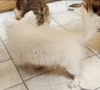 Whiskey's LongcoatChihuahuaBoy, a male Chihuahua for sale in Canton, TX – Photo 3 of 10